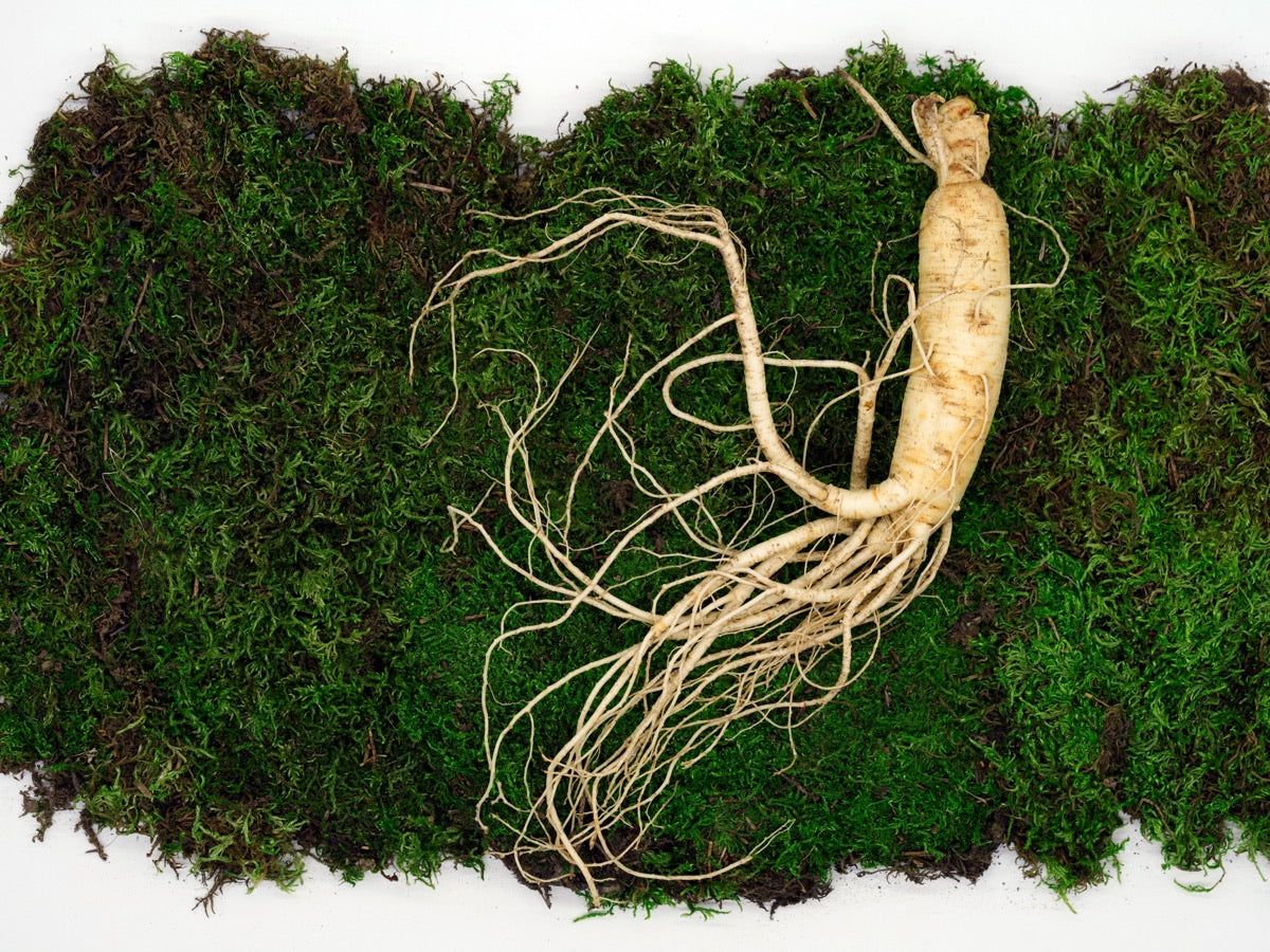 Asian Ginseng