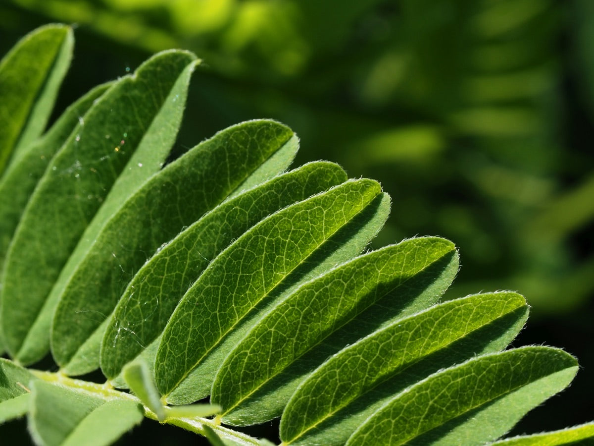 Astragalus