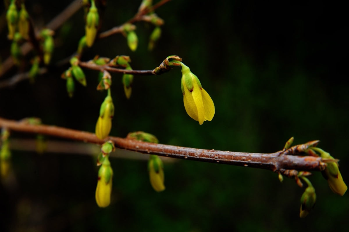 Berberine