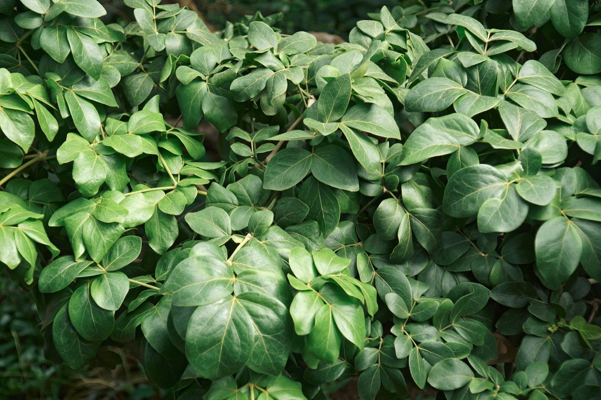Gynostemma