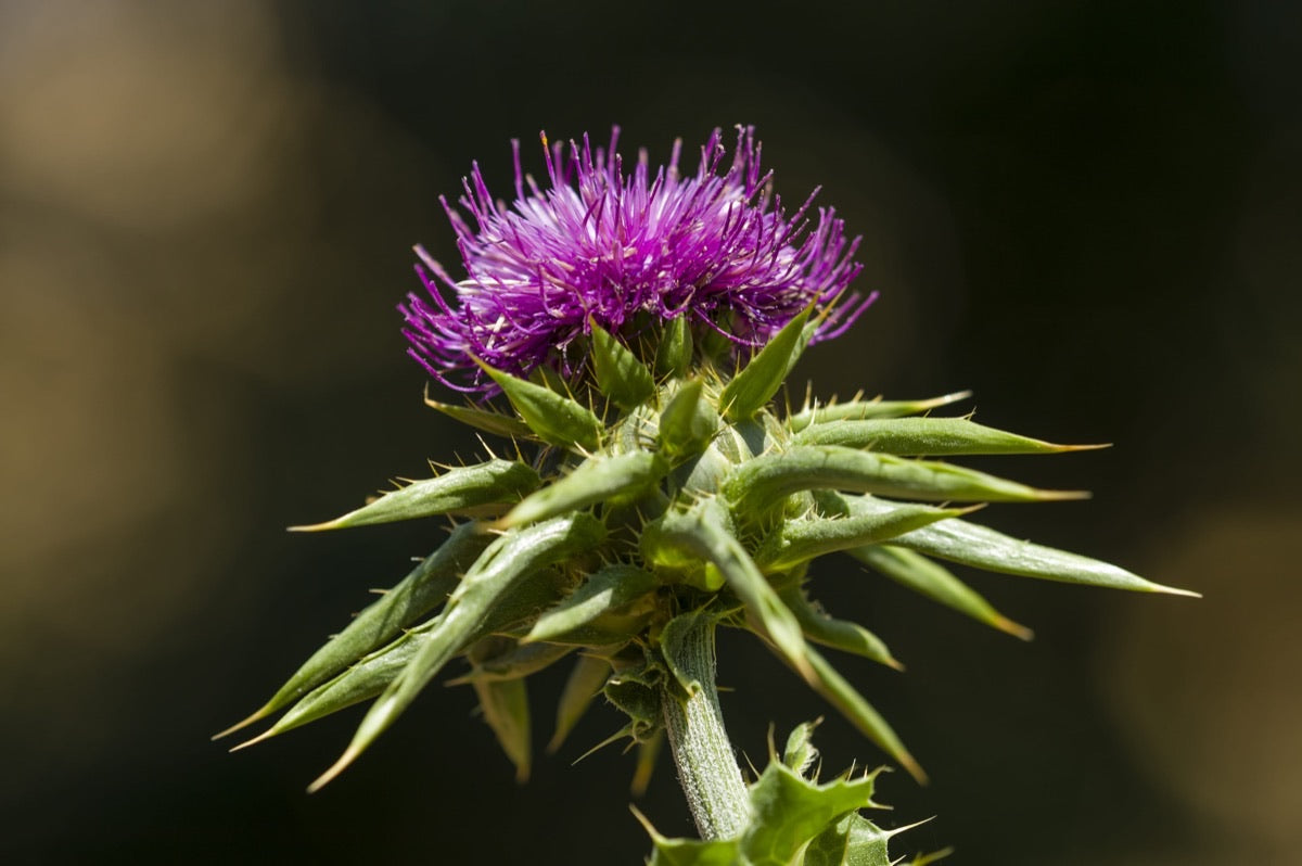 Milk Thistle