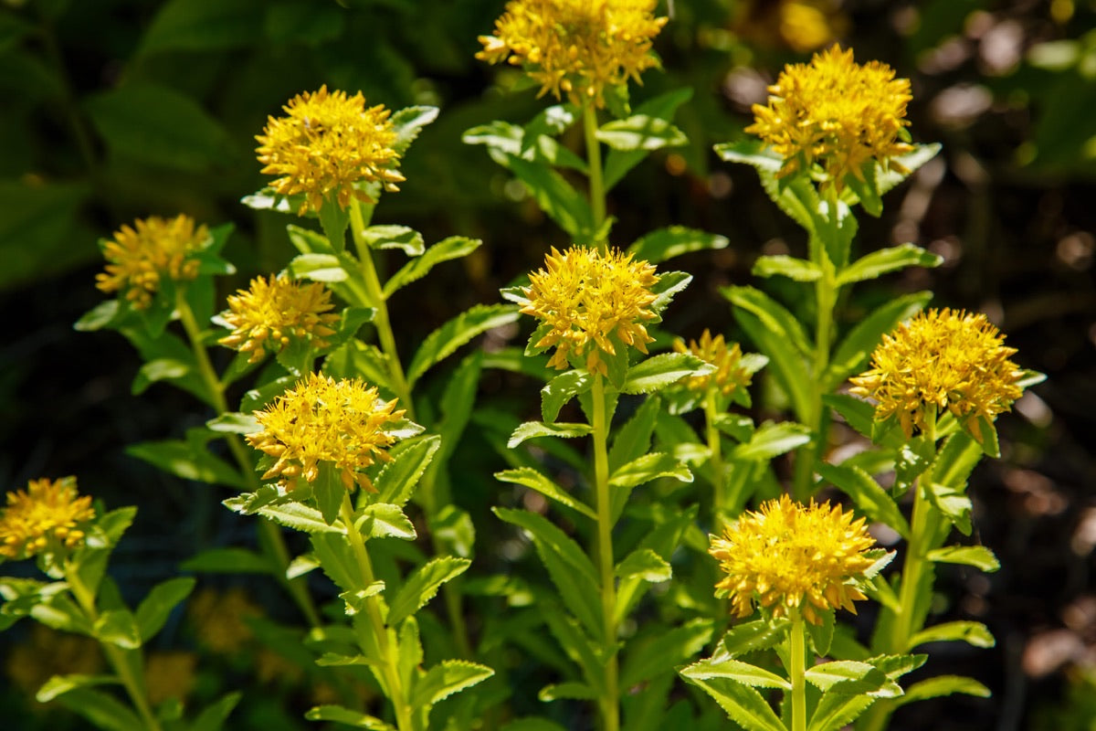 Rhodiola