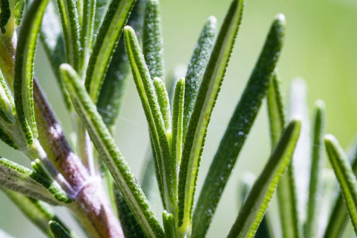 Rosemary Extract